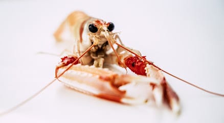 AF1QipN8OwEJ9ITlJQlj9tvD4 vyGCAZA1U0K0ybvlhAw438 h240 k no